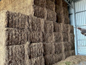 2022 Medic Clover Hay