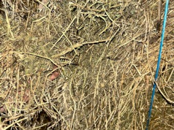 2022 Medic Clover Hay