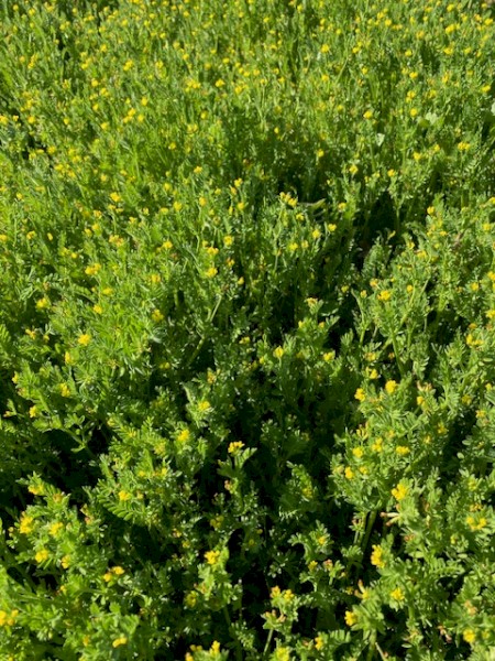 SerraMax Yellow Serradella