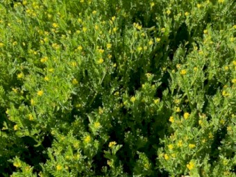 SerraMax Yellow Serradella