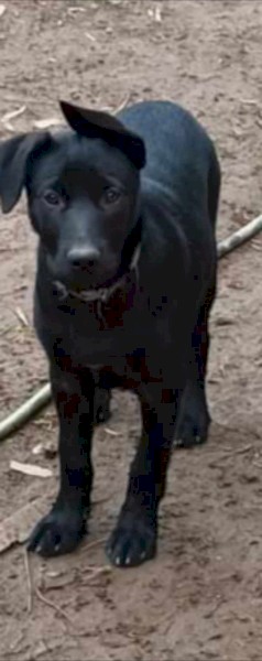 Excellent working blood lines puppy