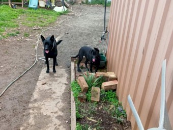 Excellent working blood lines puppy