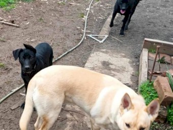 Excellent working blood lines puppy