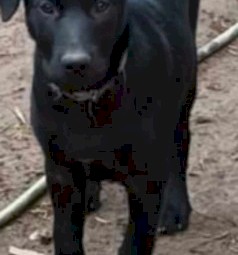 Excellent working blood lines puppy