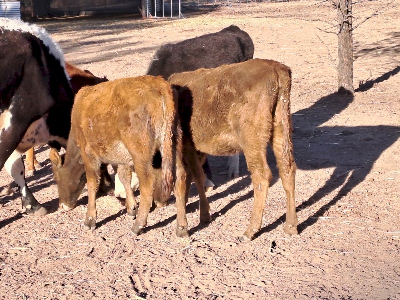 Beef Yearling Heifers x 10