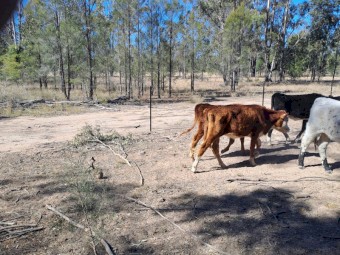 Beef Yearling Heifers x 10