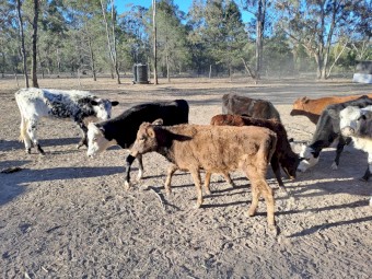 Beef Yearling Heifers x 10