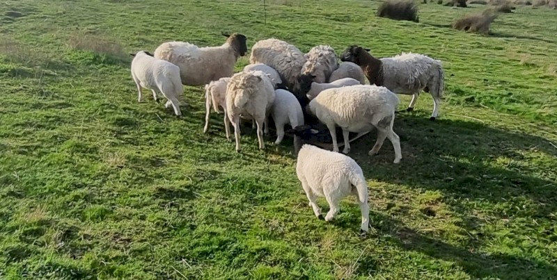 Dorper ewes and ewes with lambs