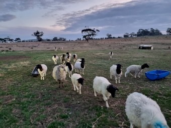 Dorper ewes and ewes with lambs
