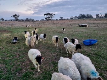 Dorper ewes and ewes with lambs