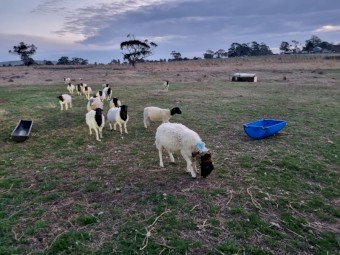Dorper ewes and ewes with lambs