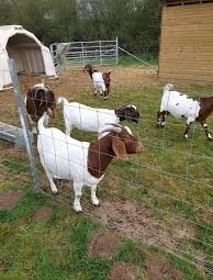 Boer meat goats for hospitality clients