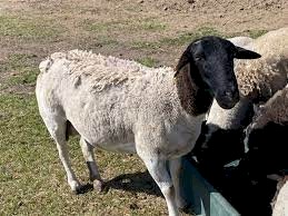 Full blood dorpers and white dorper rams for sale