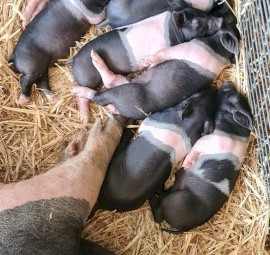 Piglets For Sale
