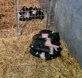 Piglets For Sale
