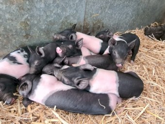 Piglets For Sale