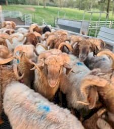 Awassi Rams, Lambs and Ewes x 45