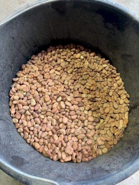 132mt Samira Faba Beans