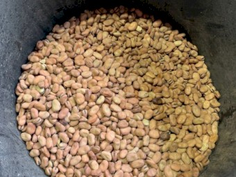 132mt Samira Faba Beans