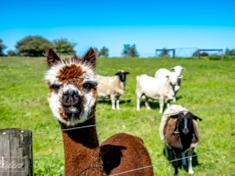 PEPPER TREE FARM - 8.2HA 