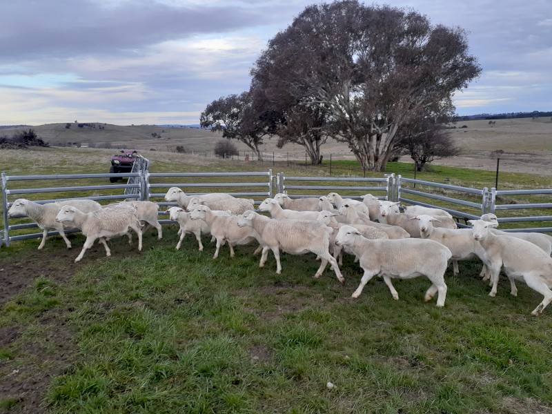 Pure White Dorper Ewes