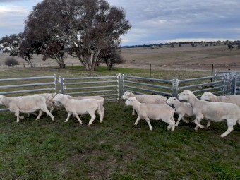 Pure White Dorper Ewes