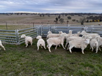 Pure White Dorper Ewes