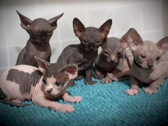 Beautiful Sphynx Kittens available