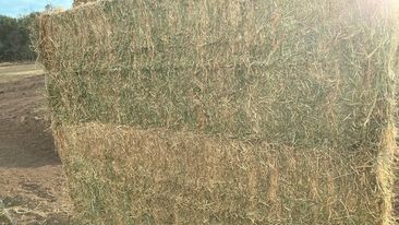 Quality Lucerne Hay 8x4x3 Bales 