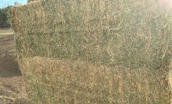 Quality Lucerne Hay 8x4x3 Bales 