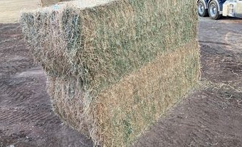 Quality Lucerne Hay 8x4x3 Bales 