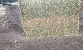 Quality Lucerne Hay 8x4x3 Bales 