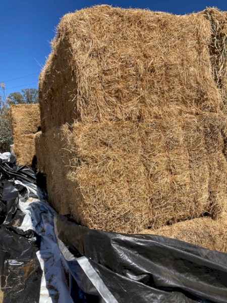 Horse Quality Clover Hay 8x4x3