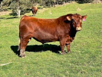 Red Angus Bull - registered
