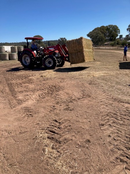 Premium Horse Quality Lucerne Hay Sold by the Tonne