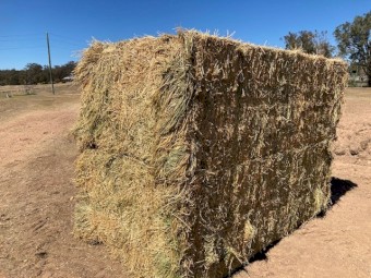 Premium Horse Quality Lucerne Hay Sold by the Tonne
