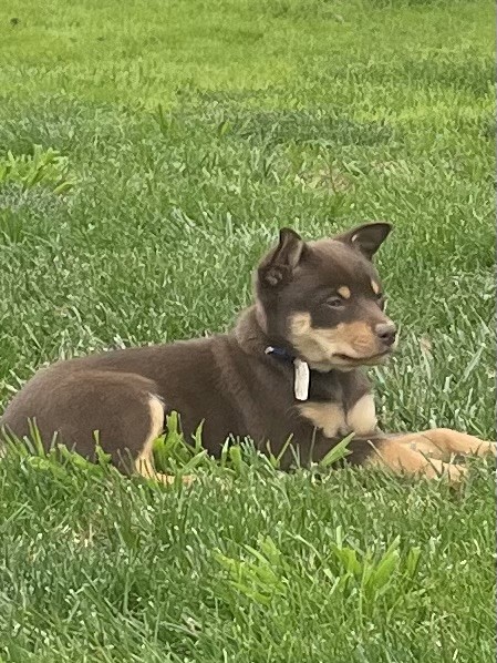 WORKING KELPIE PUPPIES