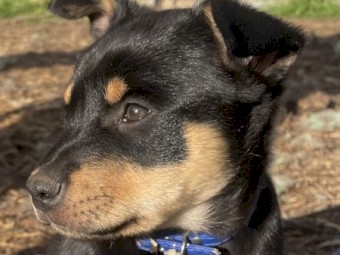 WORKING KELPIE PUPPIES