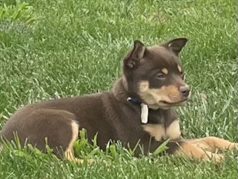 WORKING KELPIE PUPPIES