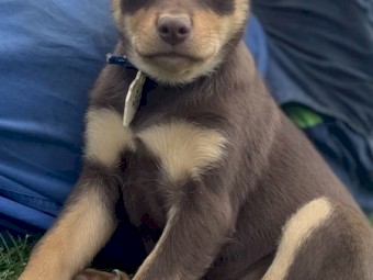 WORKING KELPIE PUPPIES