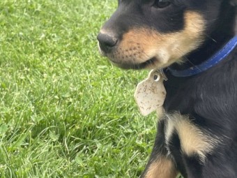 WORKING KELPIE PUPPIES