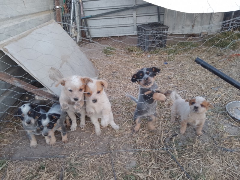 RED/BLUE CATTLE DOG PUPS 