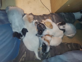 RED/BLUE CATTLE DOG PUPS 