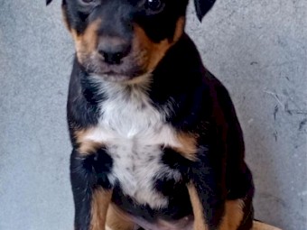 KINGO PUPPIES (Kelpie x Dingo)