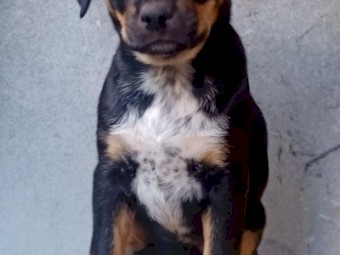 KINGO PUPPIES (Kelpie x Dingo)