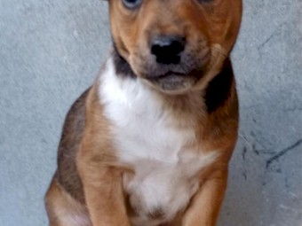 KINGO PUPPIES (Kelpie x Dingo)