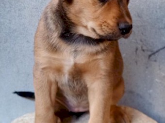 KINGO PUPPIES (Kelpie x Dingo)