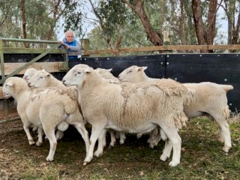 SheepMaster Rams x6 - red tags (2022) 