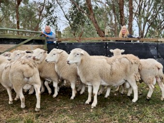 SheepMaster Rams x6 - red tags (2022) 