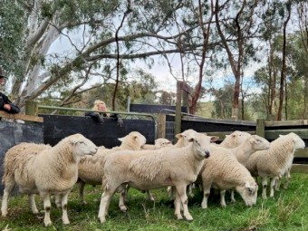 SheepMaster Rams x6 - red tags (2022) 